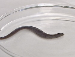 Animales simples: gusanos Instructional Video