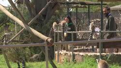 Lockdown stops Greek zoo from showing off newborns Instructional Video
