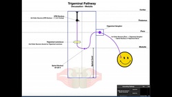 Trigeminal Lemniscus Pathway EXPLAINED! | Facial Sensation Instructional Video