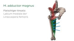 Adduktoren der Hüfte Instructional Video