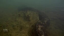 #TheMoment scientists discovered a new species of giant snake News Clip