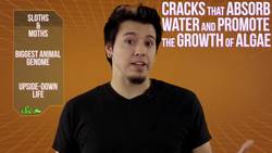 3 Animal Oddities: Sloths & Moths, the Biggest Genome, and Upside-Down Life Instructional Video