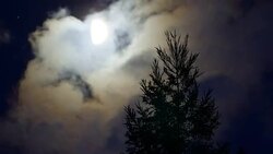 Moon with pines at nigh Stock Footage