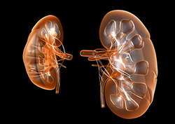 Kidneys Instructional Video