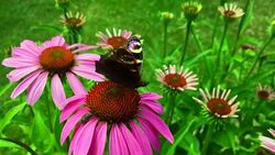 butterfly Stock Footage