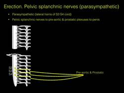 Stimulation, Erection, Emission and Ejaculation Instructional Video