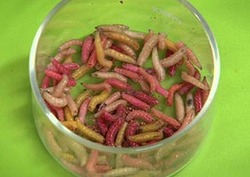 Aerobic Respiration: Observing Oxygen Use in Maggots Instructional Video