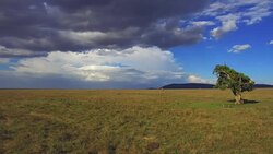 giraffe walking along savanna at africa Stock Footage