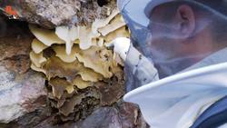 Is KILLER BEE Honey Dangerous?! Instructional Video