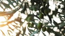Olive tree with sunlight beams Stock Footage