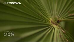 A green-fingered entrepreneur in Gothenburg News Clip