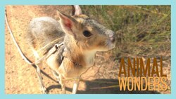 Harness Training and Leash Etiquette Instructional Video