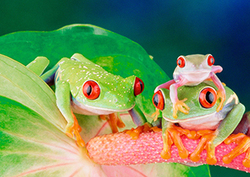 Red-Eyed Tree Frog Instructional Video