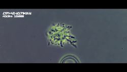 Midi-chlorians Our Connection to the Force - April Fools' Day Video Instructional Video