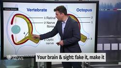 Fun Fact Friday: every image you've ever seen has been doctored by your own brain News Clip