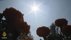 Mexico: Why are marigolds the iconic flowers of Day of the Dead? News Clip