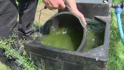 Farmer caring for livestock News Clip