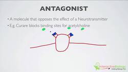 018 Agonists and Antagonists Instructional Video