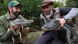 Alligator vs Crocodile! Instructional Video