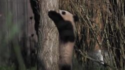 CLEAN : First outing for twin pandas born in French zoo News Clip