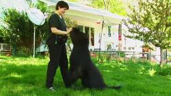 How to Teach Your Dog to Speak Instructional Video