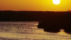 Sunset Creates a Captivating View of Silhouetes of Flamingos and Nature Stock Footage