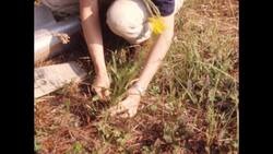 1970s: Person digs up flowers Stock Footage