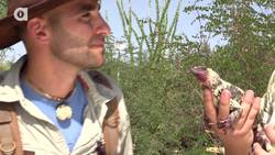 The Chuckwalla is a Sloppy Eater! Instructional Video