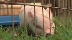 How to Litter Train a Teacup Pig Instructional Video