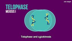 Meiosis Song Instructional Video