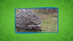 Wild Trivia! Can You Guess These Animals Before Time Runs Out? Instructional Video