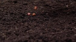Sowing the seeds. Stock Footage