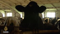 Farmers in Ukraine's Sumy region work amid daily attacks News Clip