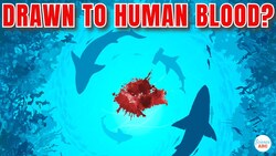 Are Sharks Attracted to 'Human' Blood? Instructional Video