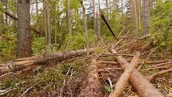 Broken forest after powerful storm Stock Footage