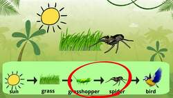What are Food Chains | Learning Science Instructional Video