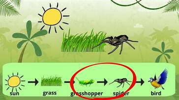 What are Food Chains | Learning Science