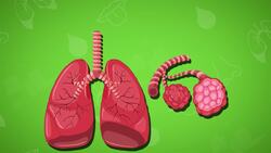 I WONDER - How Do The Lungs Work? Instructional Video