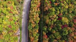 Aerial View Empty road leading trough beautiful colorful autumn forest in sunny fall Stock Footage
