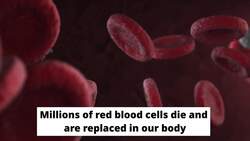 Does Donating Blood Burn Calories? Instructional Video