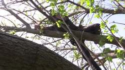 What Does the Fox Snake Say? Instructional Video