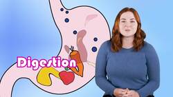 From Sunlight to Snack: The Energy Journey in the Animal Kingdom Instructional Video