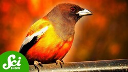 The Birds That Eat Fire Instructional Video