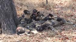 Introduction to Dogs in Spanish Instructional Video