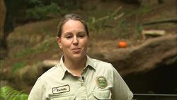 Why Bengal Tiger Cubs Connor and Christopher Are Such a Handful Instructional Video