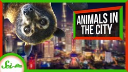 6 Animals Living Their Best Lives in Cities | Synurbic Species Instructional Video