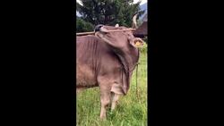 Clever cow stuns scientists by using back-scratching tool Instructional Video