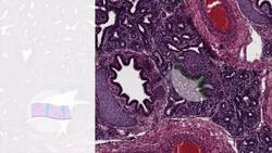 Lung histology Instructional Video