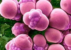 Lipids Instructional Video