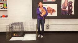 How to House Train a Puppy Instructional Video